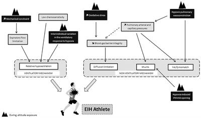 Exercise-Induced Hypoxemia in Endurance Athletes: Consequences for Altitude Exposure